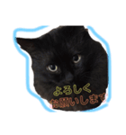 黒猫のちょこ（個別スタンプ：12）