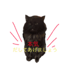 黒猫のちょこ（個別スタンプ：15）