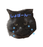 黒猫のちょこ（個別スタンプ：16）