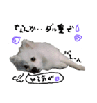 もふポメ福詠くん～言い訳編～（個別スタンプ：1）