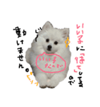 もふポメ福詠くん～言い訳編～（個別スタンプ：4）