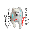 もふポメ福詠くん～言い訳編～（個別スタンプ：7）