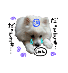 もふポメ福詠くん～言い訳編～（個別スタンプ：8）