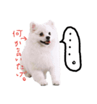 もふポメ福詠くん～言い訳編～（個別スタンプ：12）