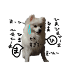 もふポメ福詠くん～言い訳編～（個別スタンプ：16）