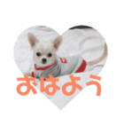 チワワディオくん（個別スタンプ：7）