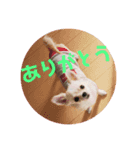 チワワディオくん（個別スタンプ：8）