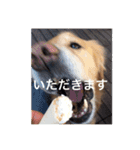 ゴールデンレトリバー ♡もにちゃん（個別スタンプ：2）
