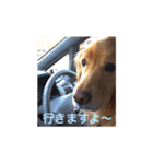 ゴールデンレトリバー ♡もにちゃん（個別スタンプ：4）