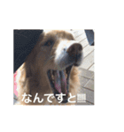 ゴールデンレトリバー ♡もにちゃん（個別スタンプ：5）