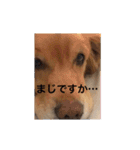 ゴールデンレトリバー ♡もにちゃん（個別スタンプ：8）