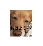 ゴールデンレトリバー ♡もにちゃん（個別スタンプ：10）