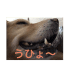 ゴールデンレトリバー ♡もにちゃん（個別スタンプ：12）