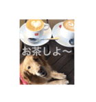 ゴールデンレトリバー ♡もにちゃん（個別スタンプ：13）