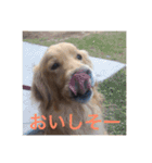 ゴールデンレトリバー ♡もにちゃん（個別スタンプ：15）