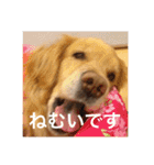 ゴールデンレトリバー ♡もにちゃん（個別スタンプ：16）