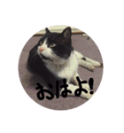 【猫のみぃスタンプ】（個別スタンプ：1）