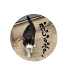 【猫のみぃスタンプ】（個別スタンプ：3）