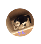 【猫のみぃスタンプ】（個別スタンプ：5）