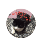 【猫のみぃスタンプ】（個別スタンプ：6）