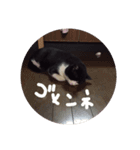 【猫のみぃスタンプ】（個別スタンプ：7）