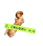ダックスフンドのコロネ！！（個別スタンプ：2）