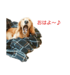 ダックスフンドのコロネ！！（個別スタンプ：3）