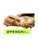 ダックスフンドのコロネ！！（個別スタンプ：4）