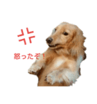 ダックスフンドのコロネ！！（個別スタンプ：13）