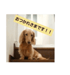 ダックスフンドのコロネ！！（個別スタンプ：14）