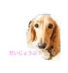 ダックスフンドのコロネ！！（個別スタンプ：15）
