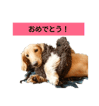 ダックスフンドのコロネ！！（個別スタンプ：16）