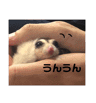 ももんがるーちゃんの日常スタンプ（個別スタンプ：7）