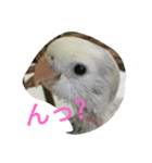 コザクラインコのマメのスタンプ（個別スタンプ：1）