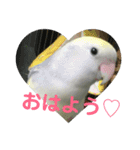 コザクラインコのマメのスタンプ（個別スタンプ：2）
