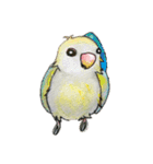 コザクラインコのマメのスタンプ（個別スタンプ：3）