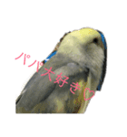 コザクラインコのマメのスタンプ（個別スタンプ：4）