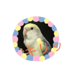 コザクラインコのマメのスタンプ（個別スタンプ：5）