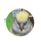コザクラインコのマメのスタンプ（個別スタンプ：6）