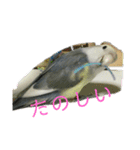 コザクラインコのマメのスタンプ（個別スタンプ：11）