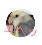コザクラインコのマメのスタンプ（個別スタンプ：12）
