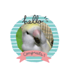 コザクラインコのマメのスタンプ（個別スタンプ：13）