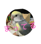 コザクラインコのマメのスタンプ（個別スタンプ：14）