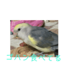 コザクラインコのマメのスタンプ（個別スタンプ：16）