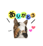 はち子（個別スタンプ：1）