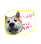 秋田犬与作のワンダフルアメリカンライフ（個別スタンプ：7）