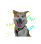 秋田犬与作のワンダフルアメリカンライフ（個別スタンプ：9）