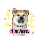 秋田犬与作のワンダフルアメリカンライフ（個別スタンプ：17）