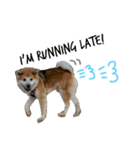 秋田犬与作のワンダフルアメリカンライフ（個別スタンプ：19）