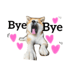 秋田犬与作のワンダフルアメリカンライフ（個別スタンプ：21）